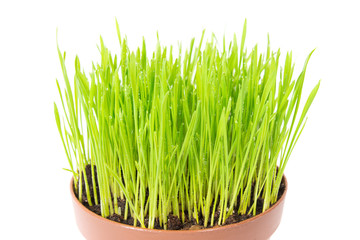 Green grass in the pot