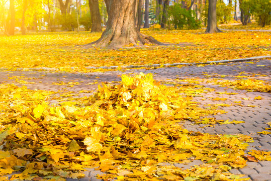 Fototapeta Heap of autumn yellow leaves