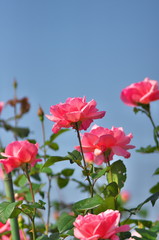 薔薇