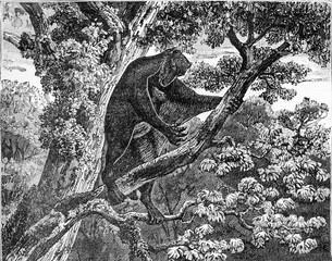 Flying lemur from the Eocene period. © Morphart