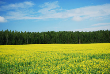 Country landscape with yellow rape field.