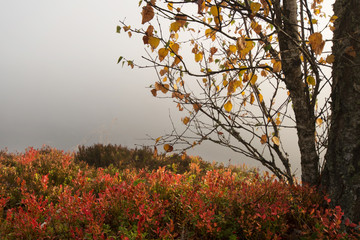 Herbstfarben in Smaland Schweden
