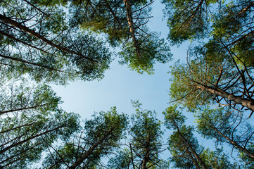 Верхушки сосен на фоне неба 