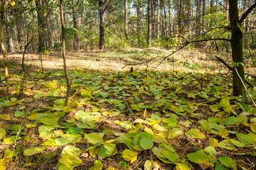 осенний пейзаж в лесу