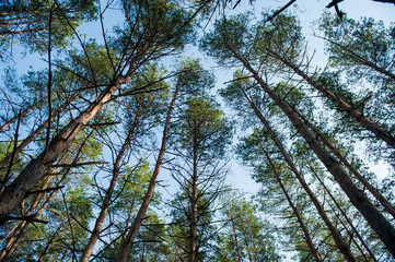 Верхушки сосен на фоне неба 