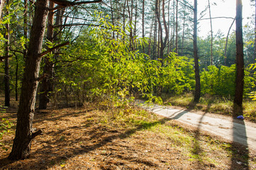 Дорога в лесу