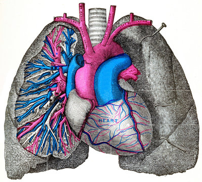 The Pulmonary Artery And Aorta, Vintage Engraving.