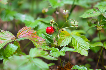 Red berry strawberry growing on a bush in the grass.