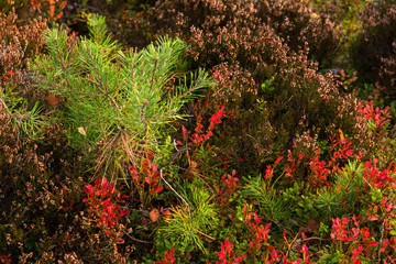 Herbstfarben in Smaland Schweden