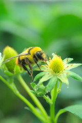 bee