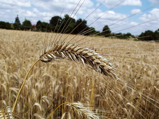 Krajobraz wiejski - pole i źdźbło pszenicy © kurtz_88