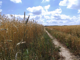 Krajobraz wiejski - pole pszenicy i ścieżka © kurtz_88