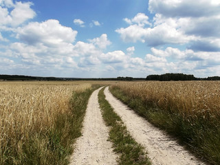 Krajobraz wiejski - pole pszenicy przedzielone ścieżką  © kurtz_88