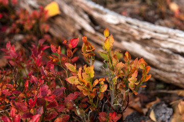 Fototapeta na wymiar Herbstfarben in Smaland Schweden