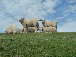 Obraz premium Schafe auf dem Deich bei der Hamburger Hallig / Schleswig Holstein.