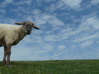 Schaf auf dem Deich bei der Hamburger Hallig / Schleswig Holstein