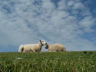 Obraz premium Schafe auf dem Deich bei der Hamburger Hallig / Schleswig Holstein