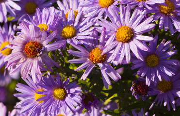 Obraz premium The Flowers, chrysanthemum flowers wallpaper background.