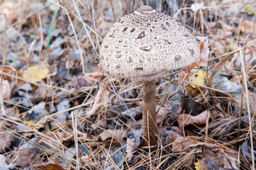 Красивая шапка гриба