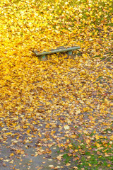 Bench and colorful maple leaves in city park