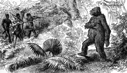 Country snakes. The death of gorilla, vintage engraving. © Morphart