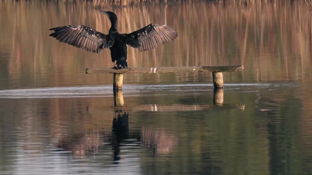 Cormorant (Phalacrocorax carbo) stretching wings out to dry. Large bird in the family Phalacrocoracidae resting in sun on Ham Wall National Nature Reserve in Somerset, UK