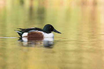 Northern Shoveler, Shoveler, Anas clypeata