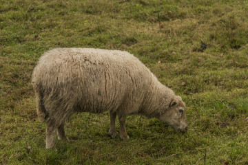 Naklejka na ściany i meble Sheep on green meadow in autumn