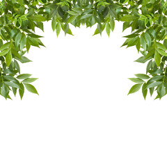 Green foliage frame on white background. Space for text.