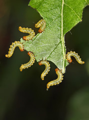 Caterpillars eat plants - agricultural pests