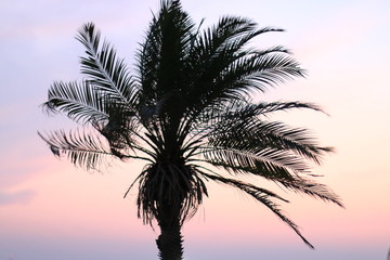 Palmtree in sunset sky