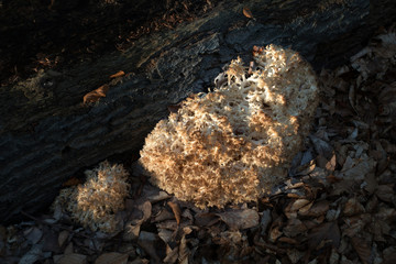 Ästiger Stachelbart (Hericium ramosum), seltener Pilz
auf einem Buchenstamm