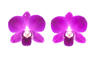 Purple orchid on white background