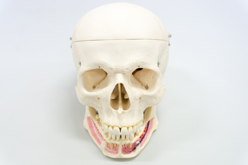 Human skull model
