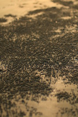 pattern of crabs in the sand