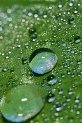 Macro water droplets.  Magnified beads of dew on a bright green leaf.  