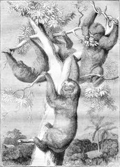 The sloths, vintage engraving. © Morphart