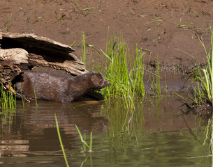 Mink Emerging from Log into Water