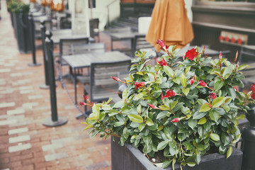 flowers in a street cafe. urban life, street life. empty tables and chairs in a cafe. the concept of the end of the season in the street cafes and open-air terraces in restaurants