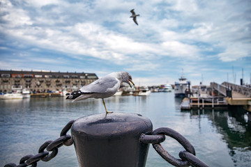 one legged seagull in harbor. crippled gull standing on a fence in harbor