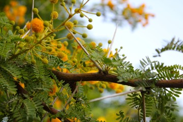 Thorny Yellow Flowers
