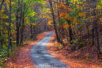 Narrow Autumn Road