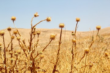 Dry Desert Flowers