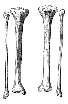 Leg Bones, vintage engraving