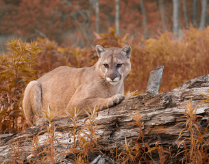 Cougar in Autumn Foliage