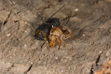 Locust macro with dried shed skin. 