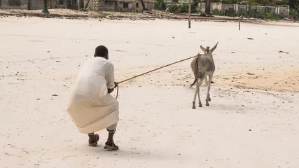 Fototapeten Esel the stubborn donkey  © bocero