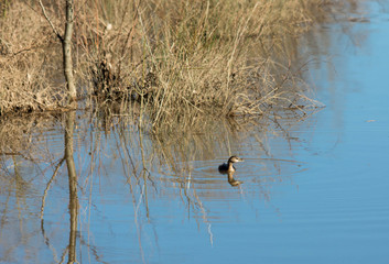 Pie billed Grebe.  Small aquatic bird in a winter water scene. 