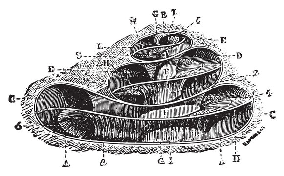 Limacon (cup limacon showing his arms.), vintage engraving.