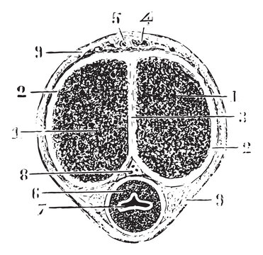 Cross section of the rod, vintage engraving.